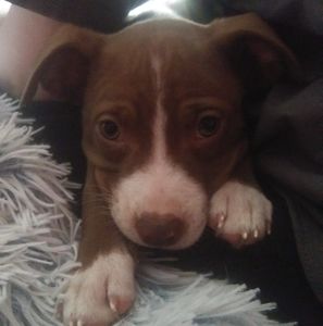 Meet your Posher, Angel